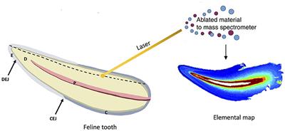 Microspatial distribution of trace elements in feline dental hard tissues: early life exposure to essential and toxic elements